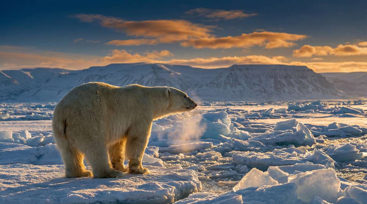 海角今日推荐北极熊视频